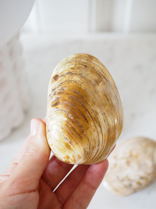 Versteinerte Muschel (Fossil) ca. 8 cm - aus Madagascar