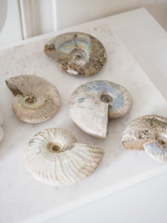 Regenbogen Schnecke. Versteinert Ammonit (Fossil) ca. 6-8 cm aus Madagascar RARE