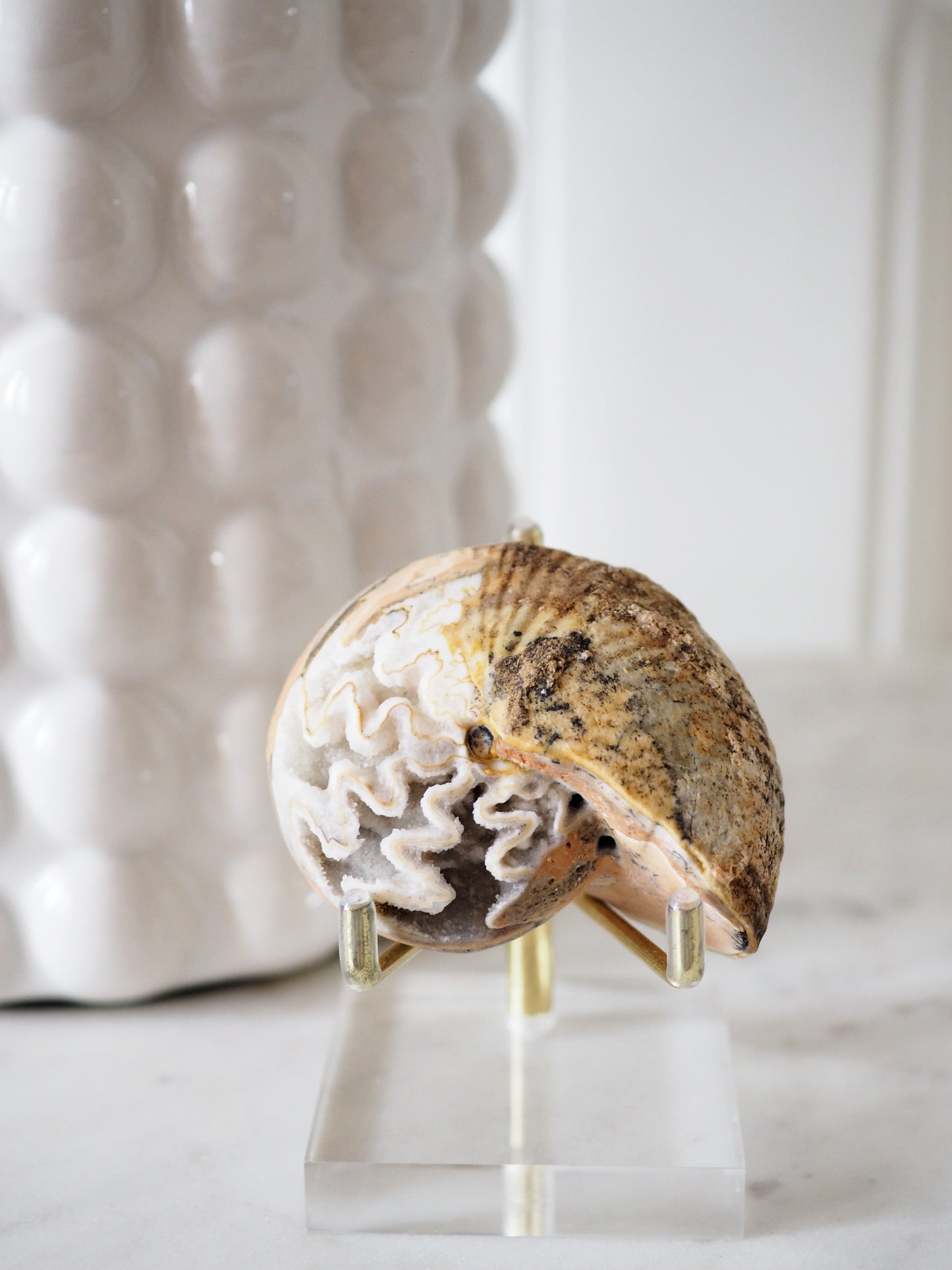Versteinert, kristallisierte Schnecke Ammonit (Fossil) Halorites macer - Spätes Trias ca. 6 cm aus Norian Bobonaro Scaly Clay . Noe Bihati Timor. Indonesien Indonesien