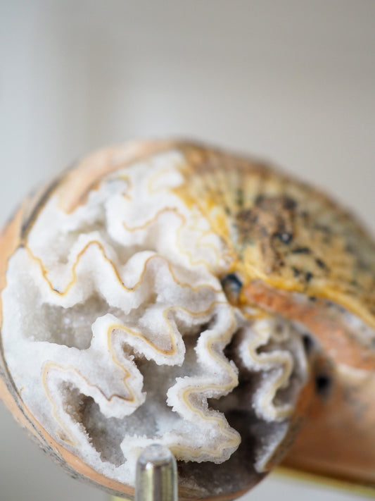 Versteinert, kristallisierte Schnecke Ammonit (Fossil) Halorites macer - Spätes Trias ca. 6 cm aus Norian Bobonaro Scaly Clay . Noe Bihati Timor. Indonesien Indonesien