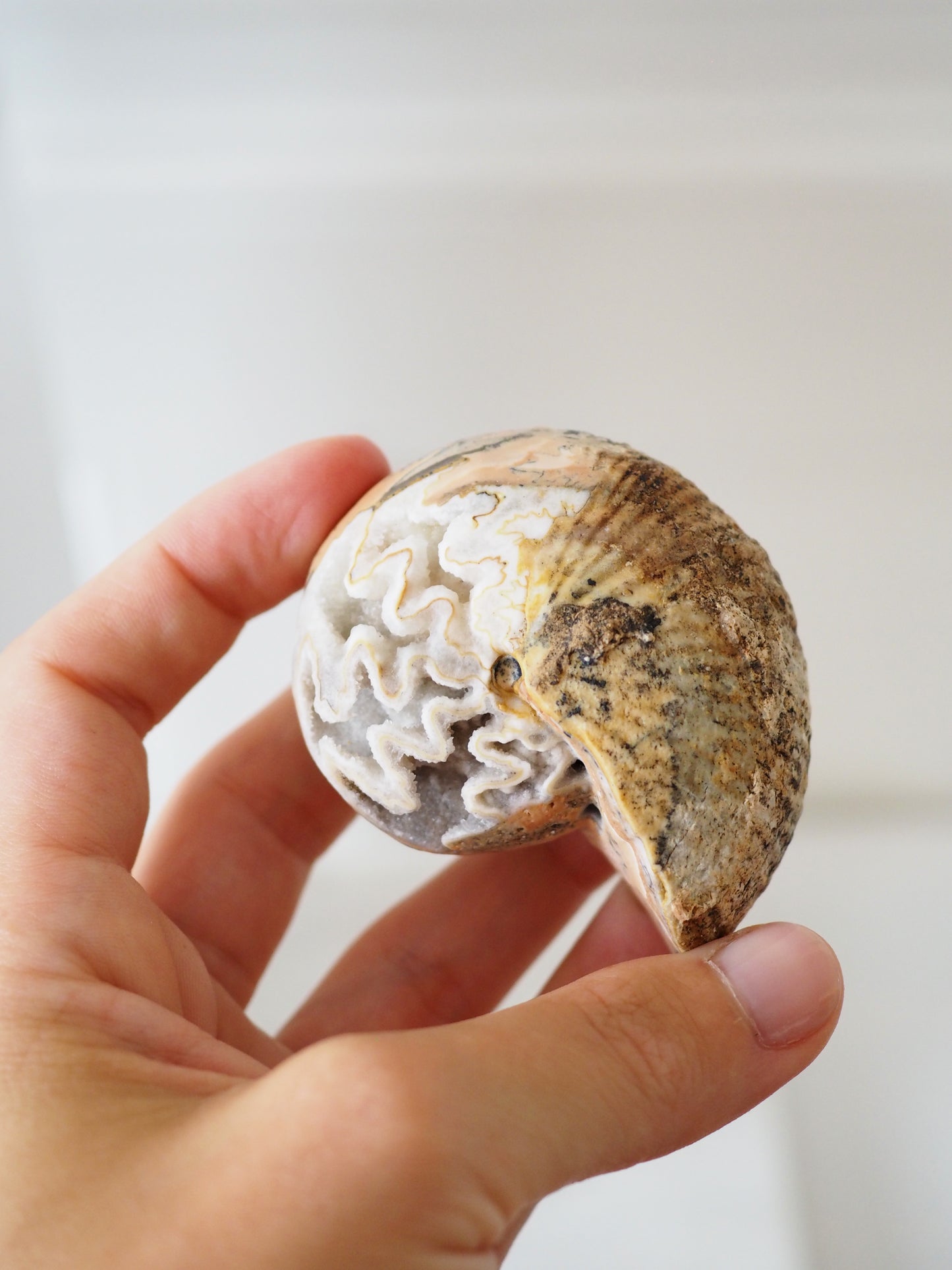 Versteinert, kristallisierte Schnecke Ammonit (Fossil) Halorites macer - Spätes Trias ca. 6 cm aus Norian Bobonaro Scaly Clay . Noe Bihati Timor. Indonesien Indonesien