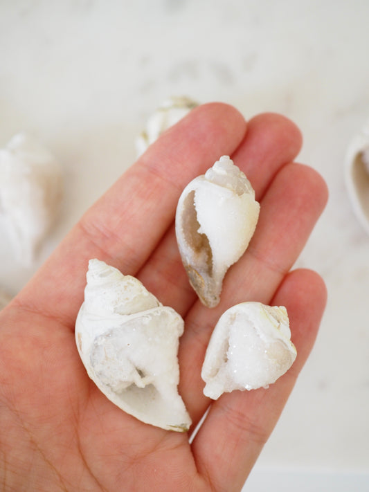 Kristallisierte Druzy Muschel WHITE SELECTION . Schnecke ca. 400 Mio Jahre alt ca. 2 cm -aus Dhar Region Madhya Pradesh Indien RARE