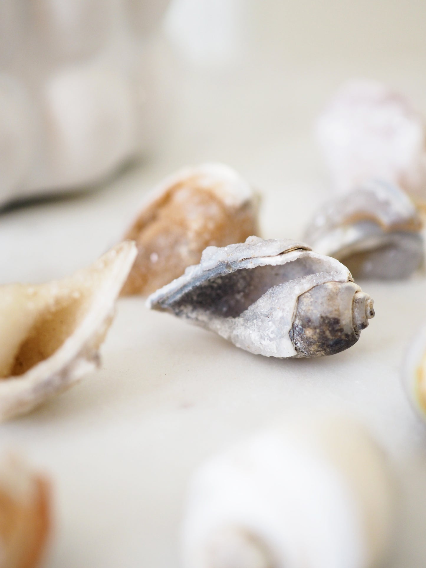 Kristallisierte Druzy Muschel . Schnecke ca. 400 Mio Jahre alt ca. 2-3 cm -aus Dhar Region Madhya Pradesh Indien SUPER RARE