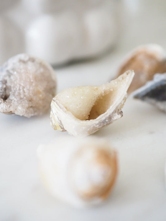 Kristallisierte Druzy Muschel . Schnecke ca. 400 Mio Jahre alt ca. 2-3 cm -aus Dhar Region Madhya Pradesh Indien SUPER RARE