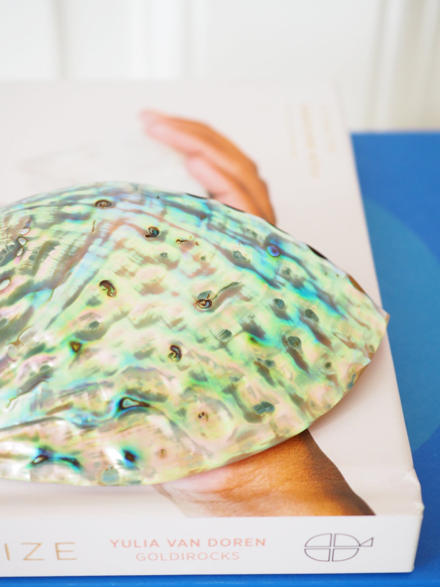 Abalone Muschel . Abalone Shell ca. 11.5 cm