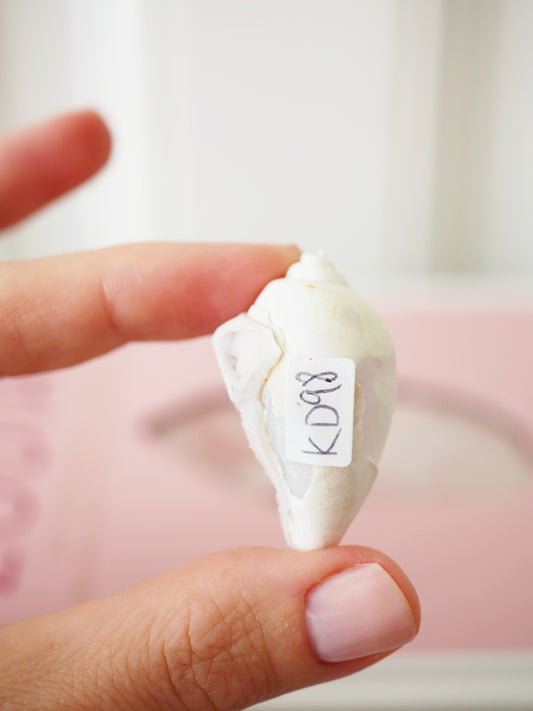 Kristallisierte Druzy Muschel EXKLUSIVE SELECTION . Schnecke ca. 400 Mio Jahre alt ca. 2 cm - aus Dhar Region Madhya Pradesh Indien RARE