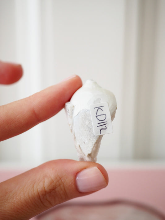 Kristallisierte Druzy Muschel EXKLUSIVE SELECTION . Schnecke ca. 400 Mio Jahre alt ca. 2 cm - aus Dhar Region Madhya Pradesh Indien RARE