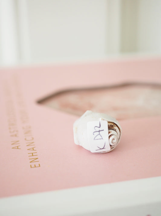 Kristallisierte Druzy Muschel EXKLUSIVE SELECTION . Schnecke ca. 400 Mio Jahre alt ca. 2 cm - aus Dhar Region Madhya Pradesh Indien RARE