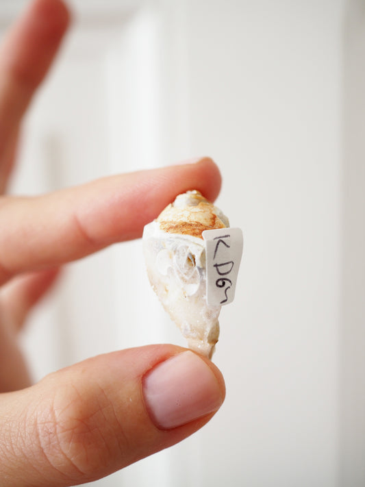 Kristallisierte Druzy Muschel EXKLUSIVE SELECTION . Schnecke ca. 400 Mio Jahre alt ca. 2 cm - aus Dhar Region Madhya Pradesh Indien RARE