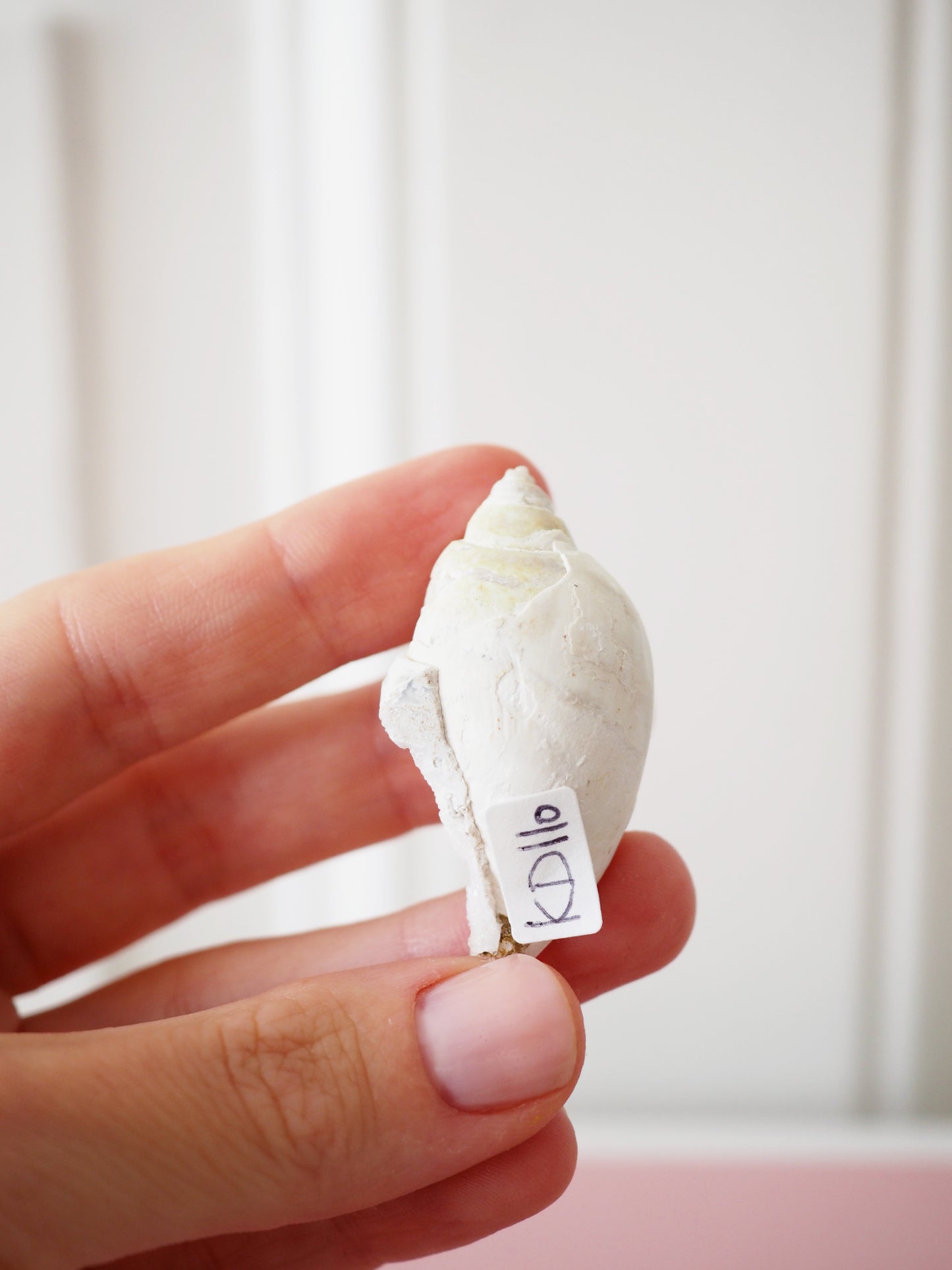 Kristallisierte Druzy Muschel EXKLUSIVE SELECTION . Schnecke ca. 400 Mio Jahre alt ca. 2 cm - aus Dhar Region Madhya Pradesh Indien RARE