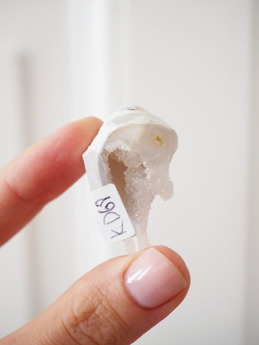 Kristallisierte Druzy Muschel EXKLUSIVE SELECTION . Schnecke ca. 400 Mio Jahre alt ca. 2 cm - aus Dhar Region Madhya Pradesh Indien RARE