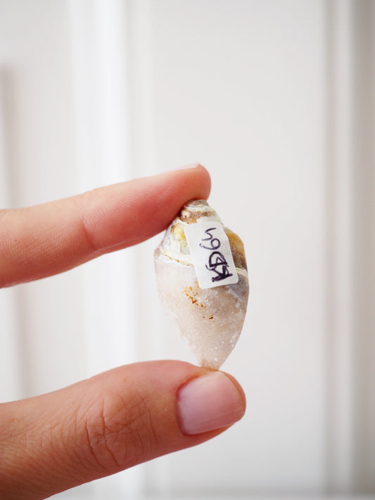 Kristallisierte Druzy Muschel EXKLUSIVE SELECTION . Schnecke ca. 400 Mio Jahre alt ca. 2 cm - aus Dhar Region Madhya Pradesh Indien RARE