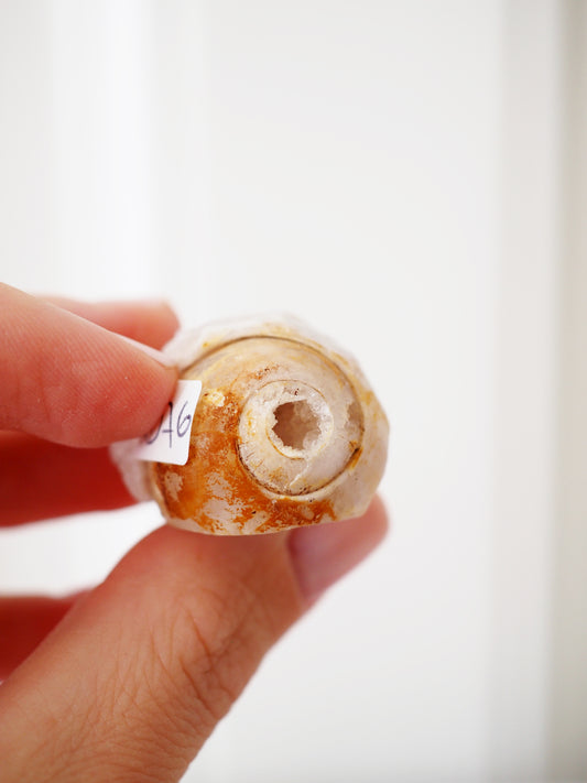 Kristallisierte Druzy Muschel EXKLUSIVE SELECTION . Schnecke ca. 400 Mio Jahre alt ca. 2 cm - aus Dhar Region Madhya Pradesh Indien RARE