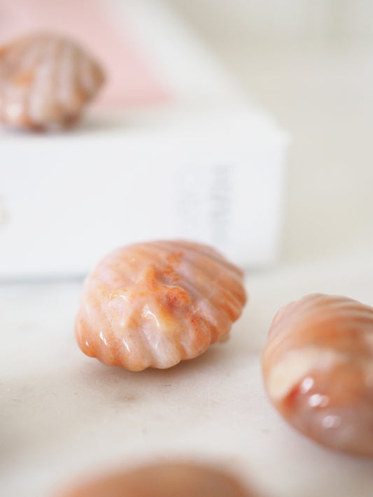 Coral Jasper Muschel mit Seestern - Carving