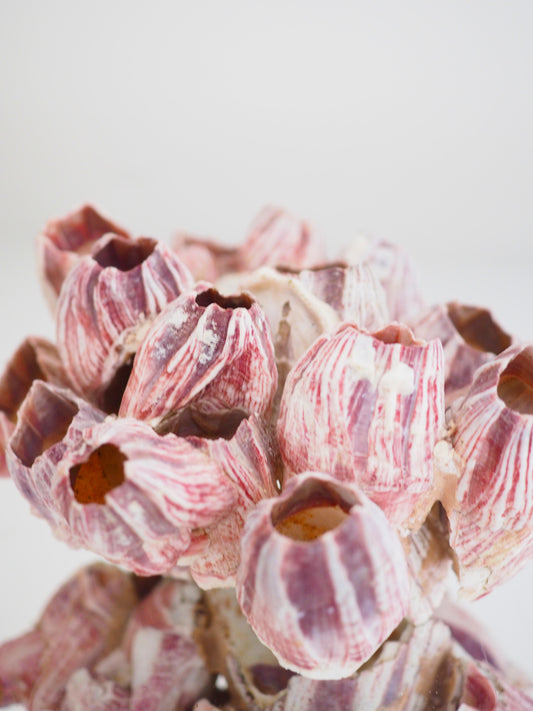 Barnacle ca. 13 cm - aus