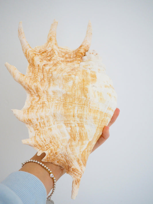 Lambis Truncata Muschel . Schnecke ca. 30 cm - Madagascar Common Quality