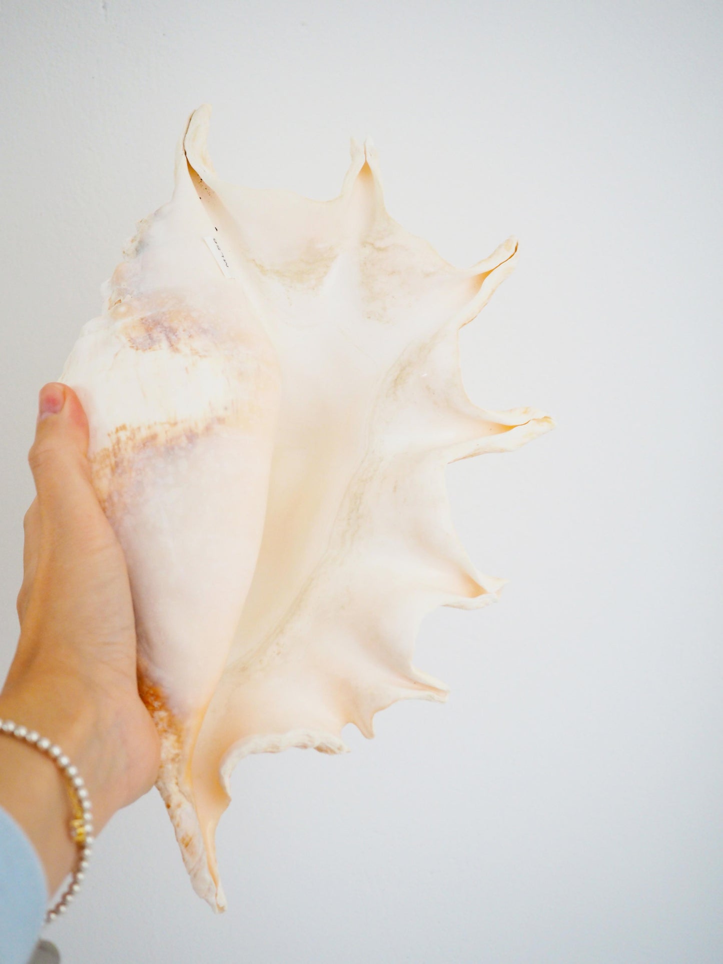 Lambis Truncata Muschel . Schnecke ca. 30 cm - Madagascar Common Quality