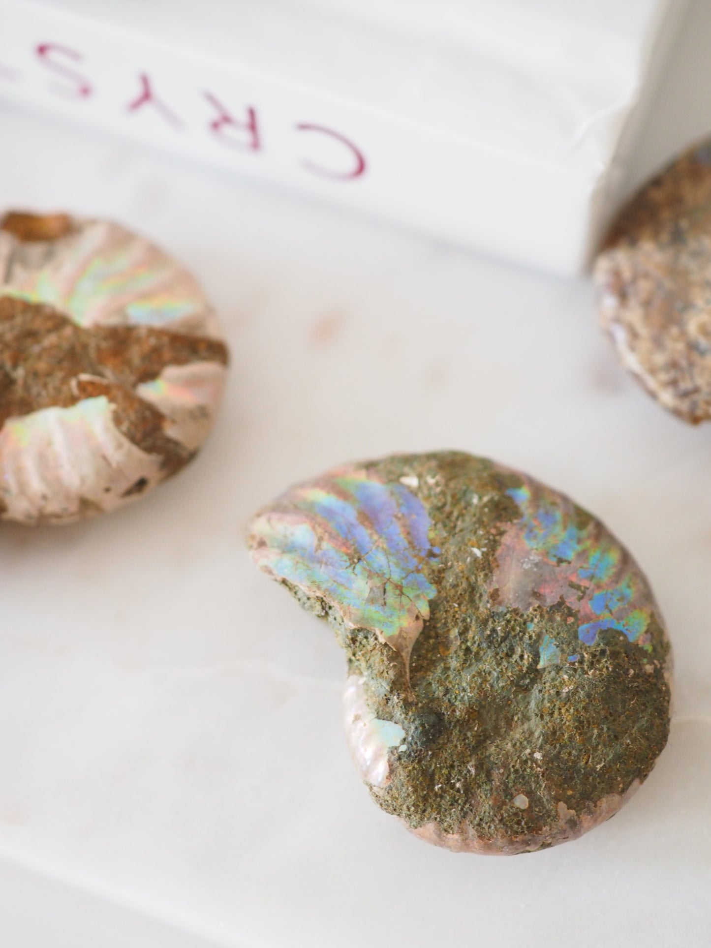 MINI Regenbogen Schnecke. Versteinert Ammonit (Fossil) ca. 3-4 cm aus Madagascar RARE