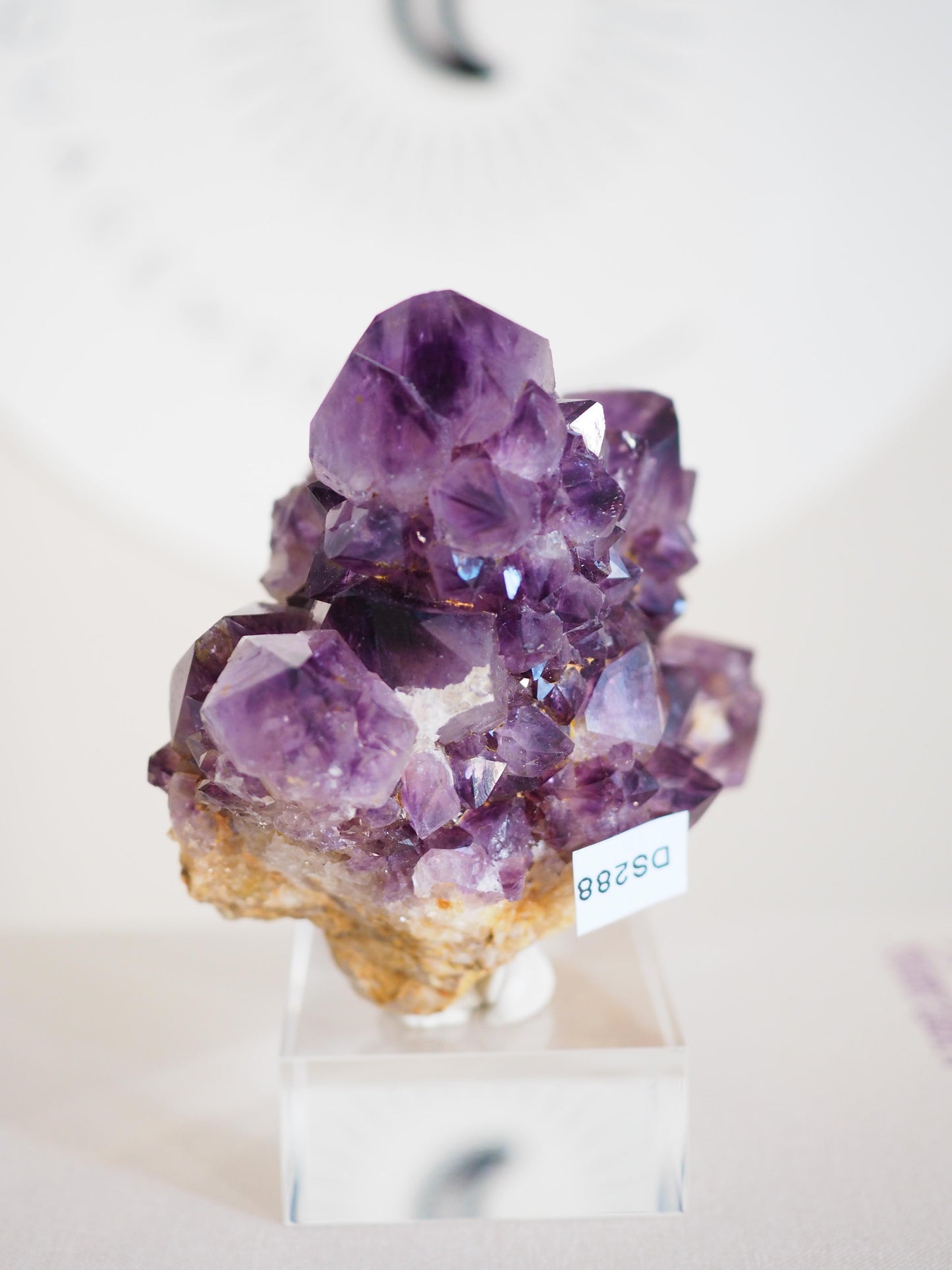 Amethyst Kaktus Quarz Cluster Deep Violett . Spirit Quartz - aus Boekenhouthoek. Mpumalanga. Südafrika HIGH QUALITY