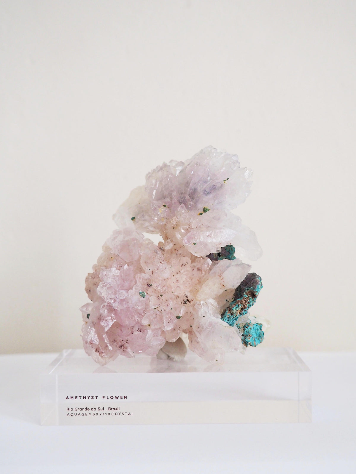 Amethyst Flower . Amethyst Blume Specimen - Rio Grande do Sul . Brasilien HIGH QUALITY