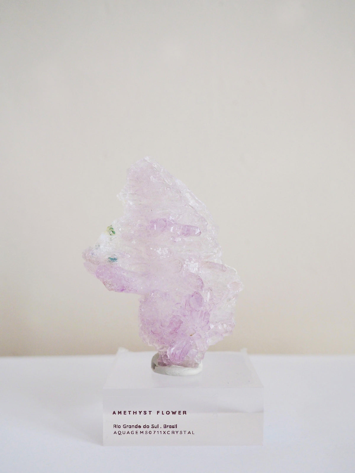Amethyst Flower . Amethyst Blume Specimen - Rio Grande do Sul . Brasilien HIGH QUALITY