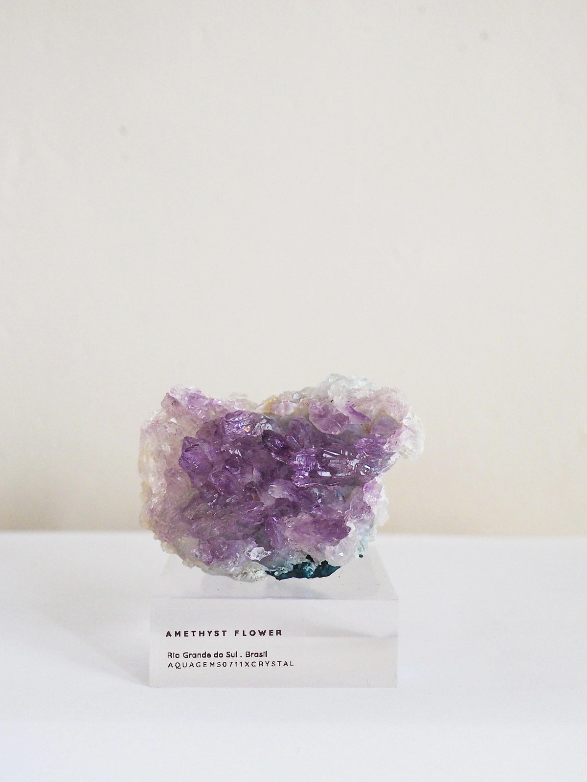 Amethyst Flower . Amethyst Blume Specimen - Rio Grande do Sul . Brasilien HIGH QUALITY