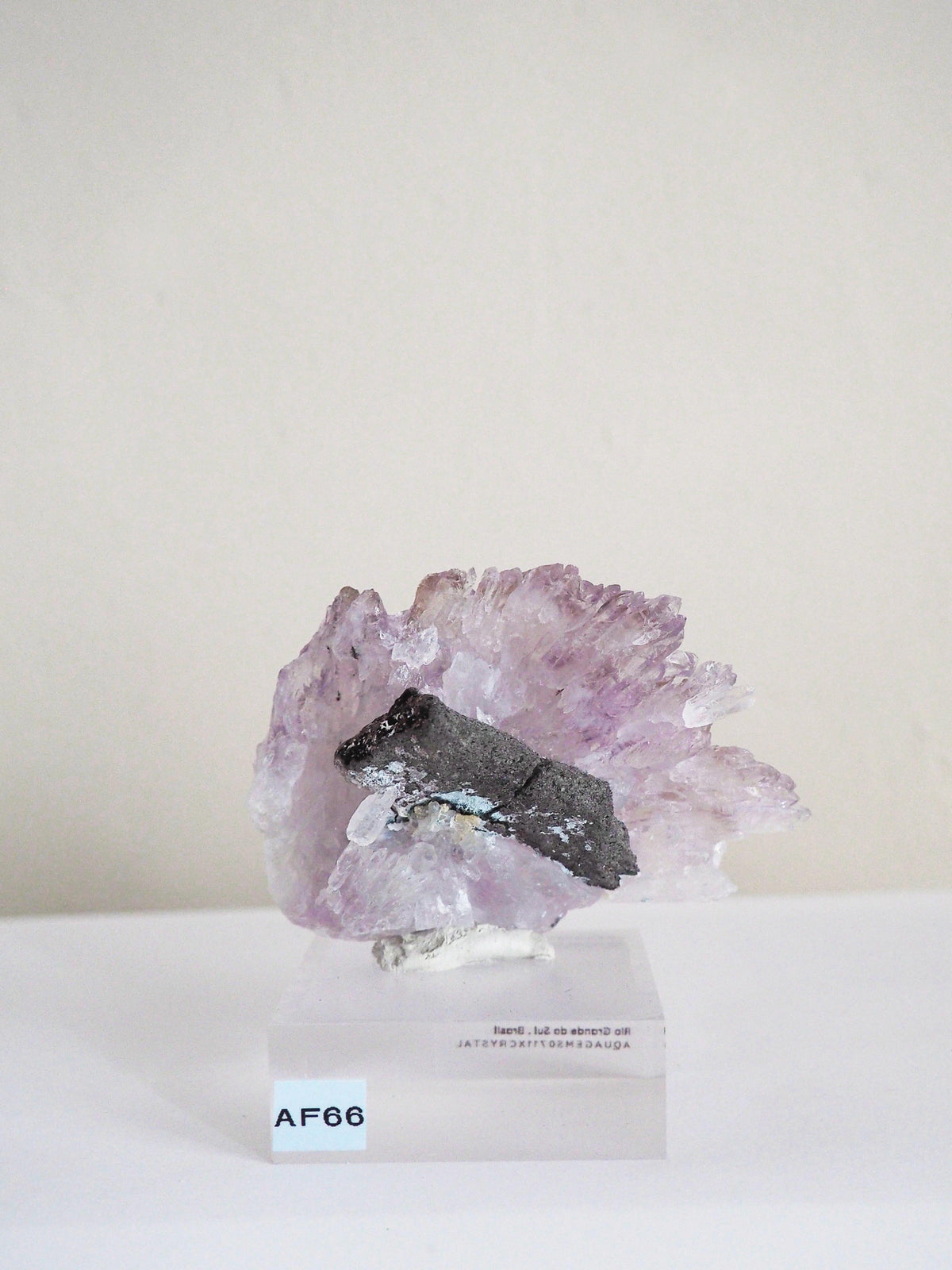Amethyst Flower . Amethyst Blume Specimen - Rio Grande do Sul . Brasilien HIGH QUALITY