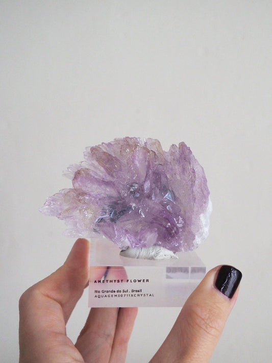 Amethyst Flower . Amethyst Blume Specimen - Rio Grande do Sul . Brasilien HIGH QUALITY