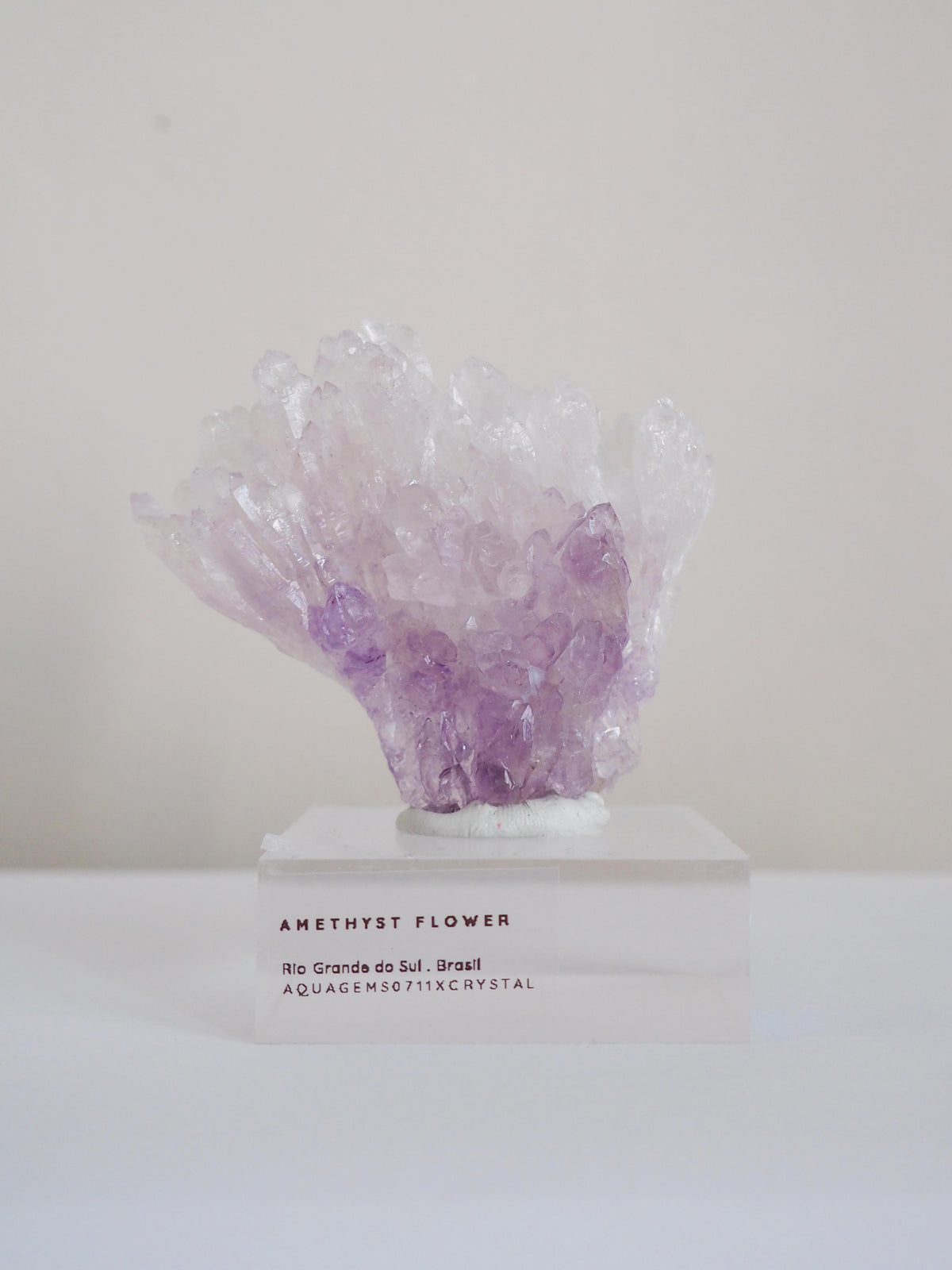 Amethyst Flower . Amethyst Blume Specimen - Rio Grande do Sul . Brasilien HIGH QUALITY