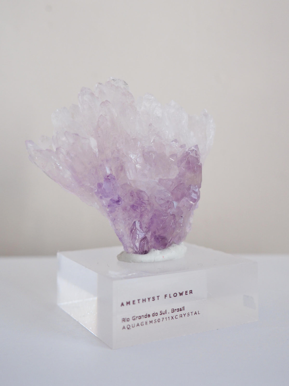 Amethyst Flower . Amethyst Blume Specimen - Rio Grande do Sul . Brasilien HIGH QUALITY
