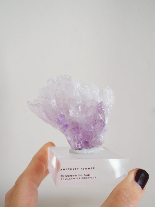 Amethyst Flower . Amethyst Blume Specimen - Rio Grande do Sul . Brasilien HIGH QUALITY