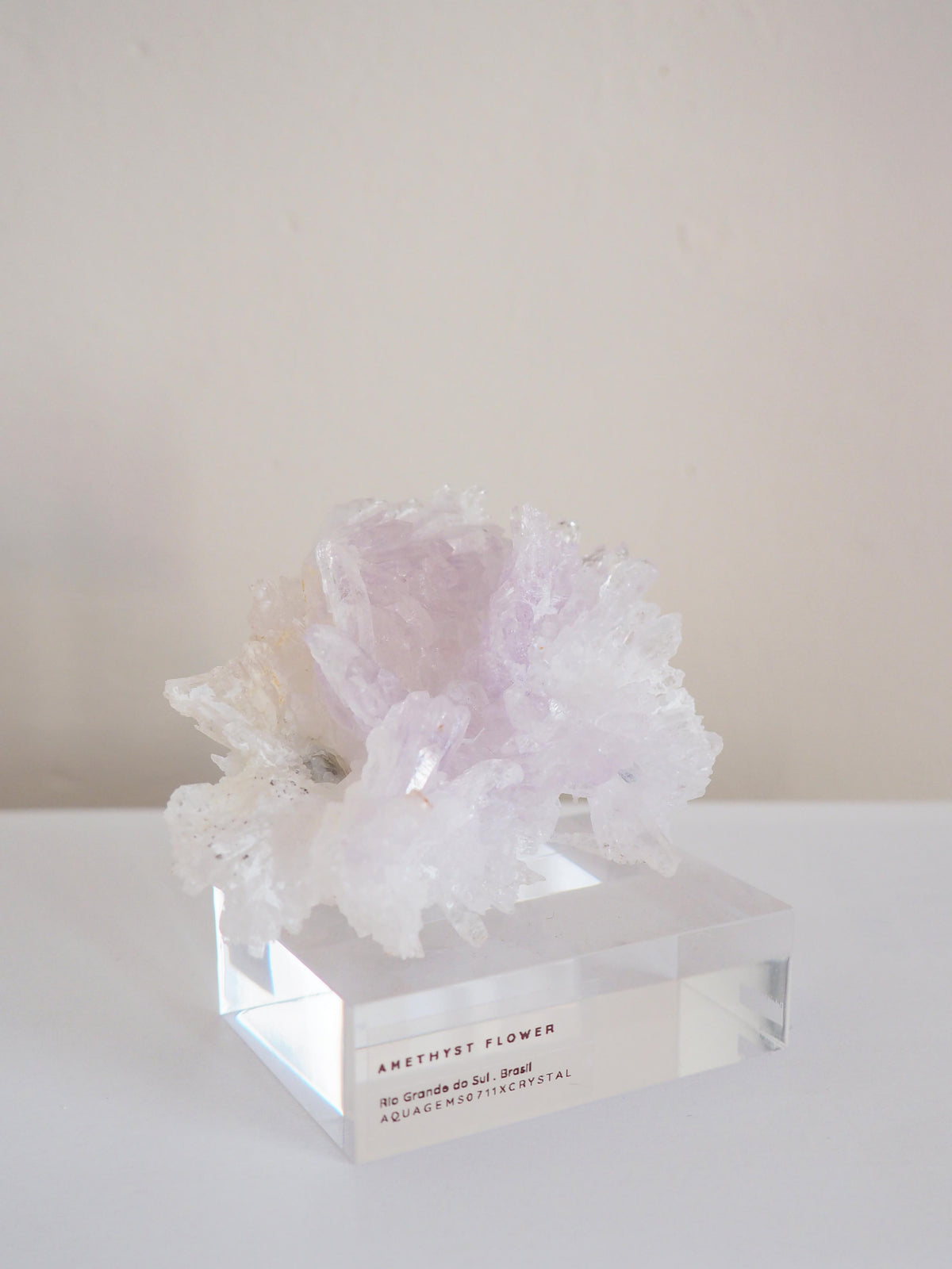 Amethyst Flower . Amethyst Blume Specimen - Rio Grande do Sul . Brasilien HIGH QUALITY