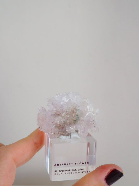 Amethyst Flower . Amethyst Blume Specimen - Rio Grande do Sul . Brasilien HIGH QUALITY