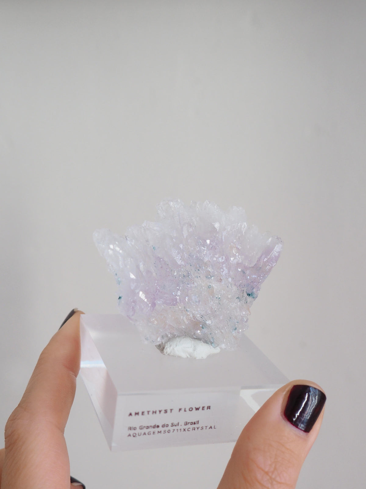 Amethyst Flower . Amethyst Blume Specimen - Rio Grande do Sul . Brasilien HIGH QUALITY