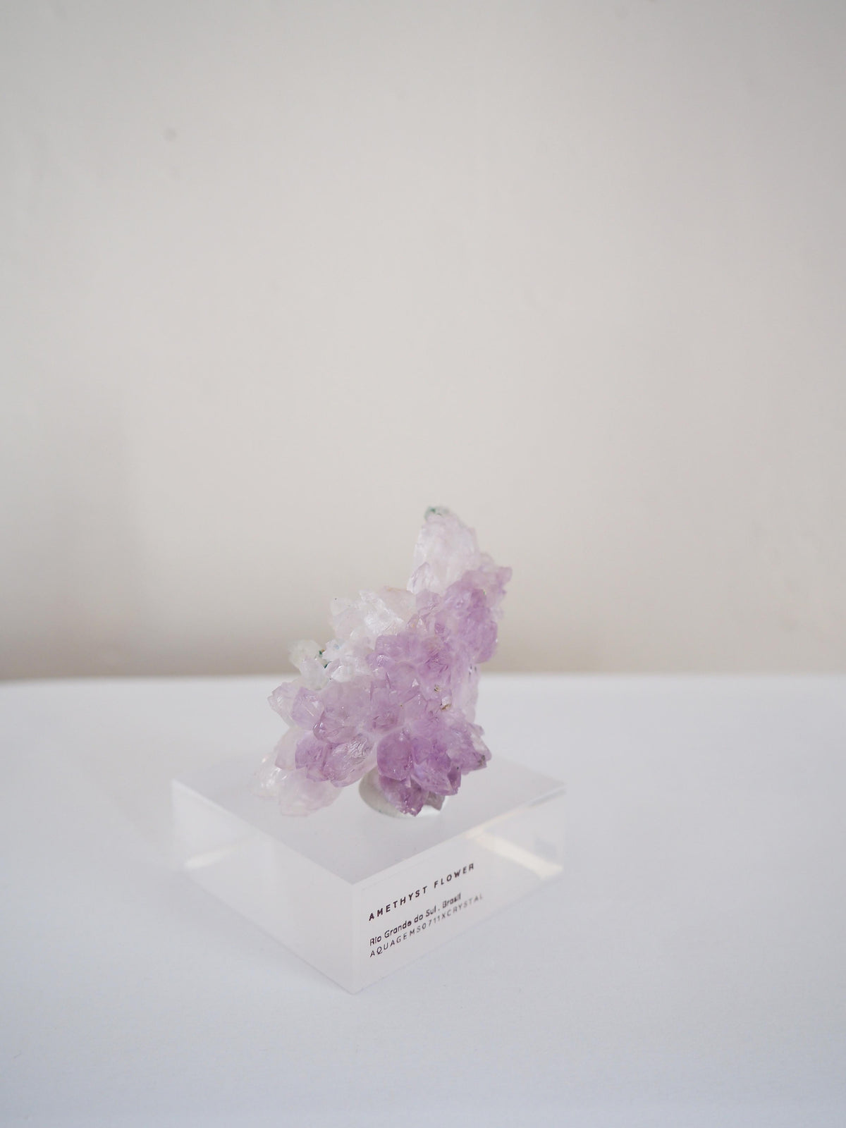 Amethyst Flower . Amethyst Blume Specimen - Rio Grande do Sul . Brasilien HIGH QUALITY