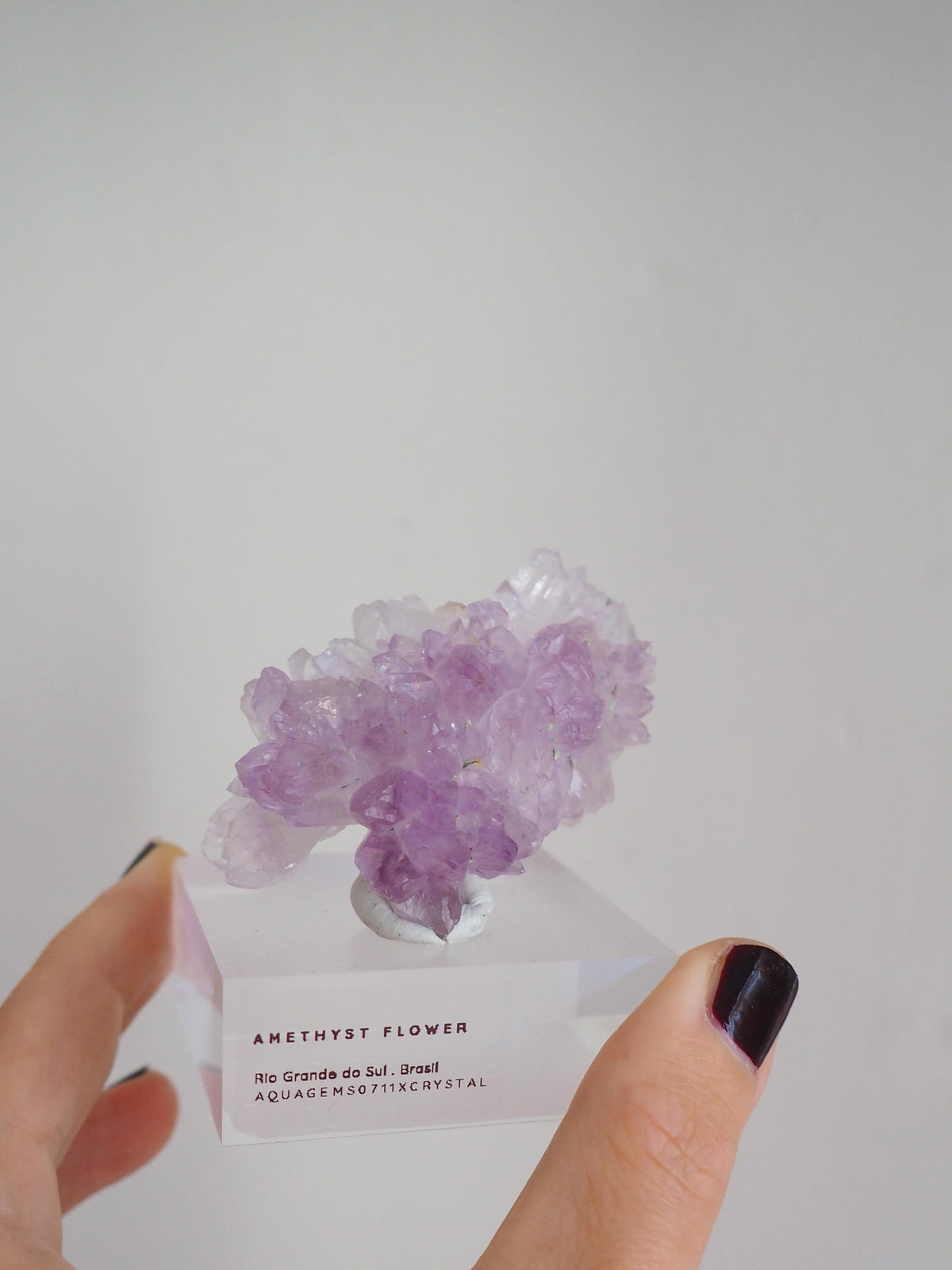 Amethyst Flower . Amethyst Blume Specimen - Rio Grande do Sul . Brasilien HIGH QUALITY