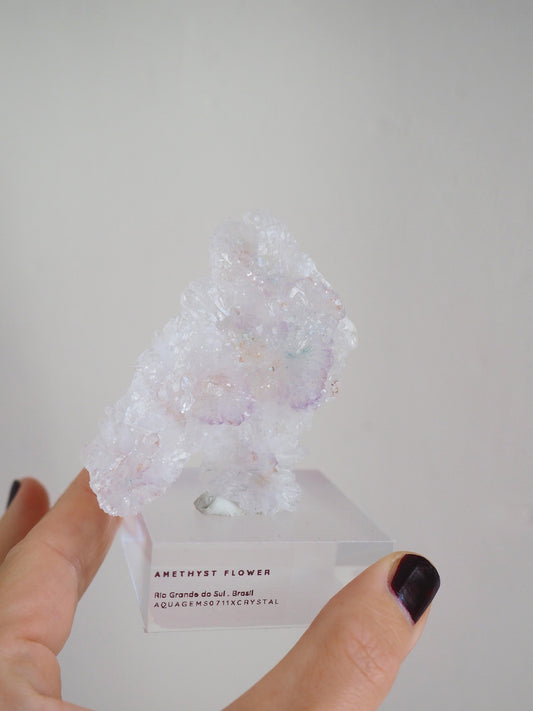 Amethyst Flower . Amethyst Blume Specimen - Rio Grande do Sul . Brasilien HIGH QUALITY
