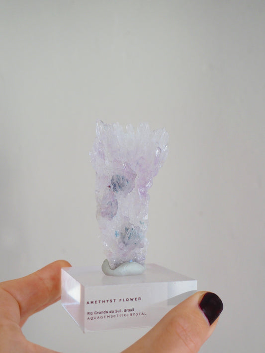 Amethyst Flower . Amethyst Blume Specimen - Rio Grande do Sul . Brasilien HIGH QUALITY