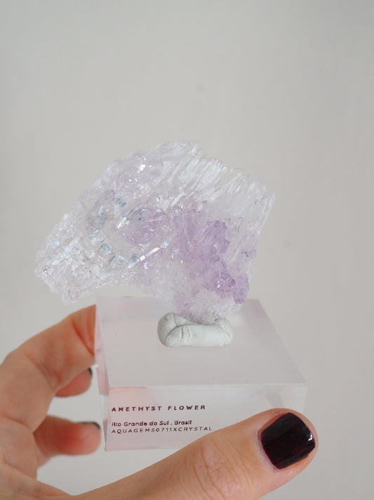 Amethyst Flower . Amethyst Blume Specimen - Rio Grande do Sul . Brasilien HIGH QUALITY