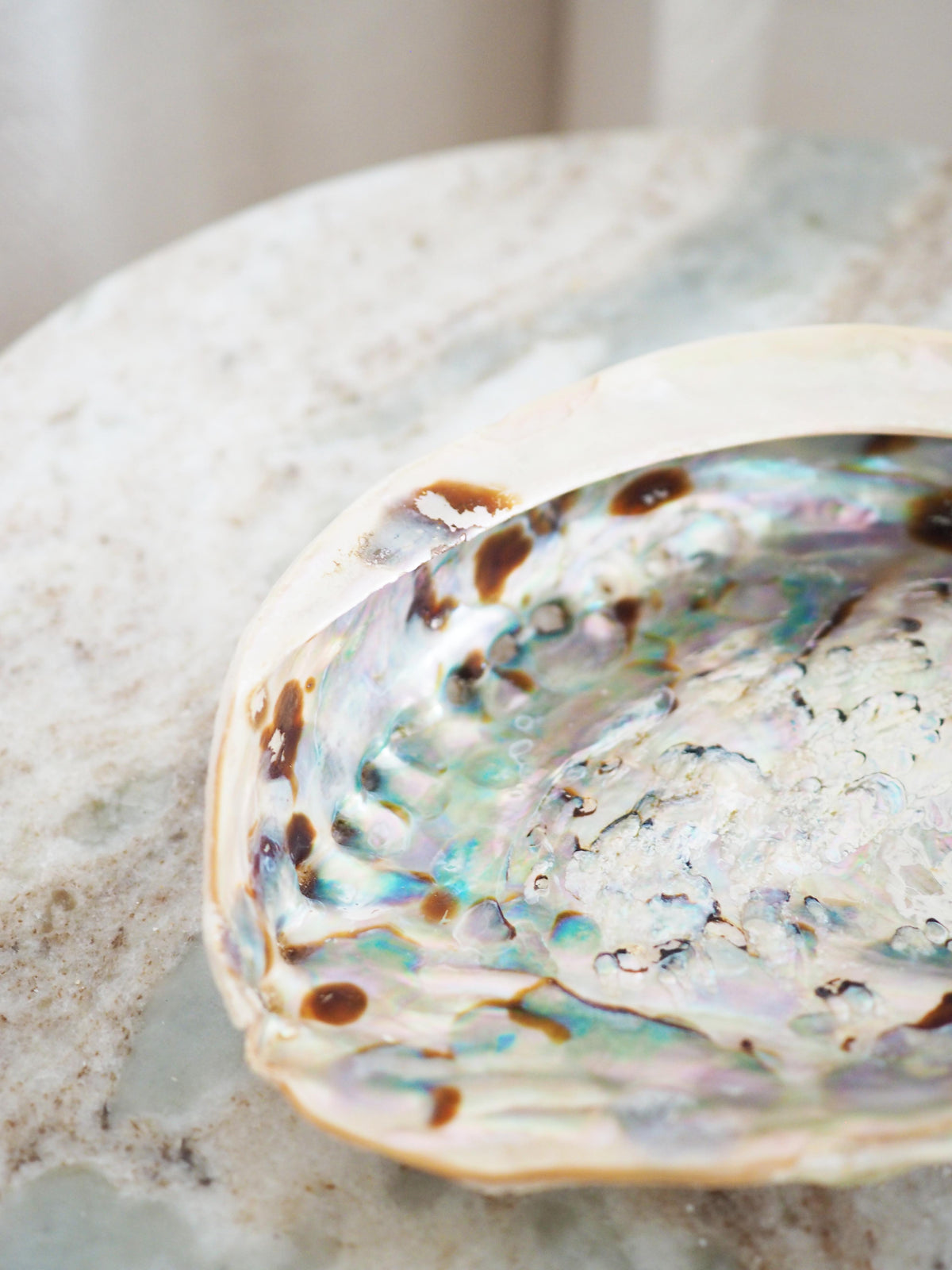 Abalone Schale . Haliotis Midae - aus Südafrika