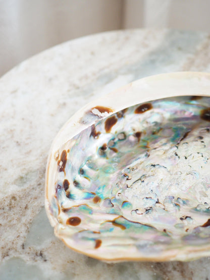 Abalone Schale . Haliotis Midae - aus Südafrika