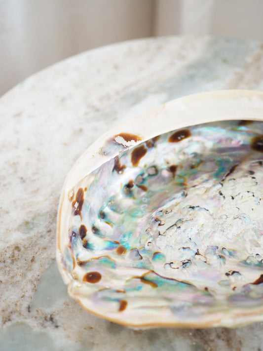 Abalone Schale . Haliotis Midae - aus Südafrika