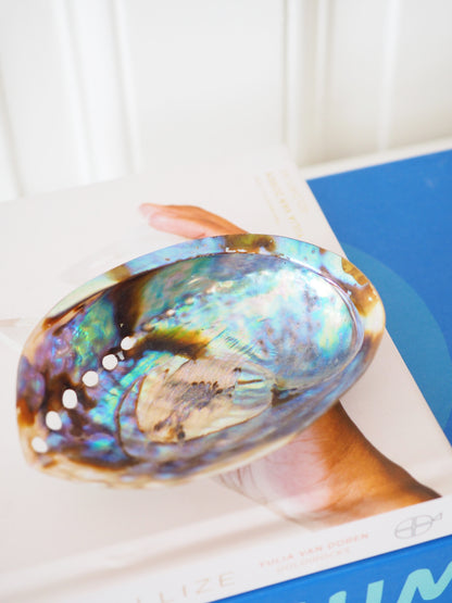 Abalone Muschel . Abalone Shell ca. 11.5 cm