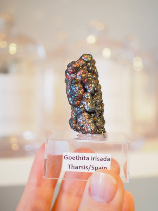 Irrisierende Goethit . Iridescent Goetite Specimen [ 1 ] ca. 4 cm - aus Tharsis . Spanien