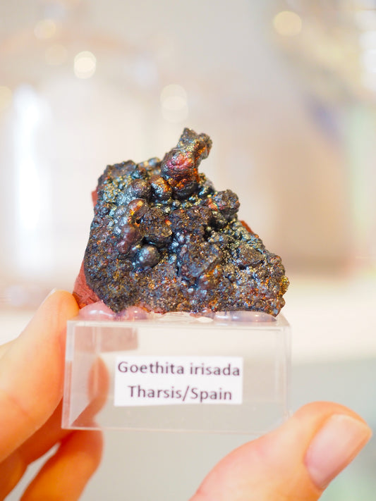 Irrisierende Goethit . Iridescent Goetite Specimen [ 9 ] ca. 3.5 cm - aus Tharsis . Spanien