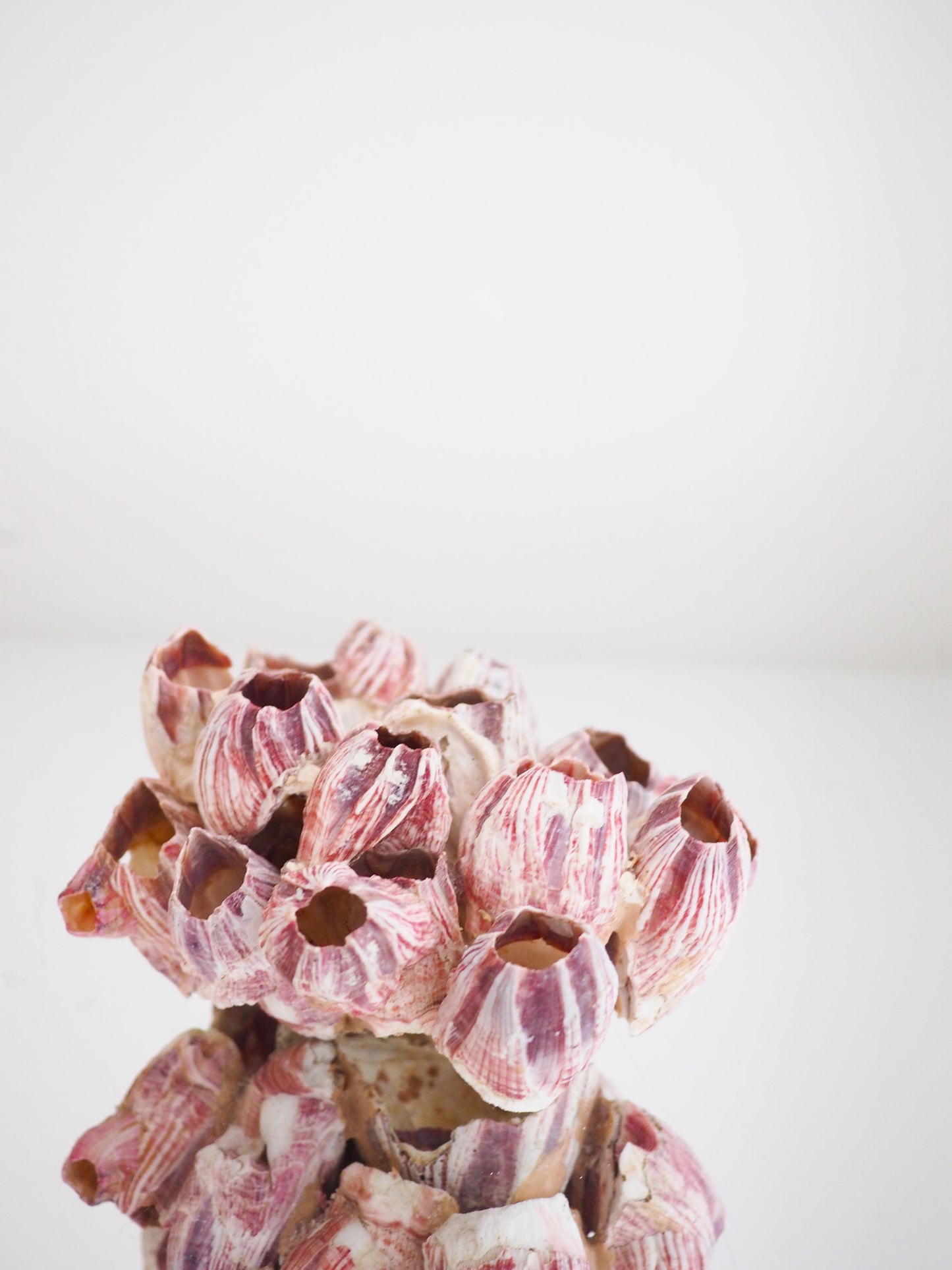 Barnacle ca. 13 cm - aus