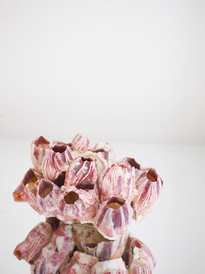 Barnacle ca. 13 cm - aus