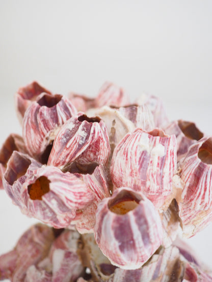 Barnacle ca. 13 cm - aus