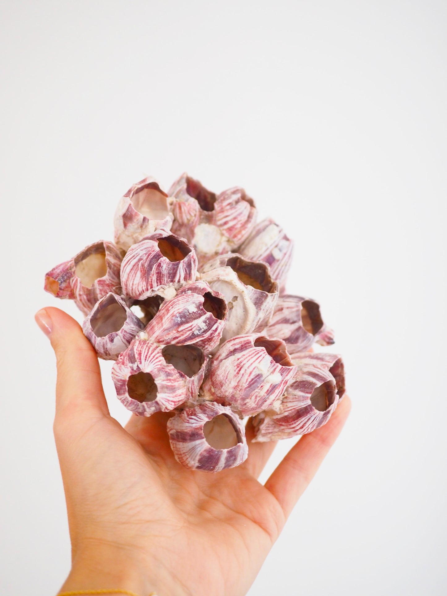 Barnacle ca. 13 cm - aus