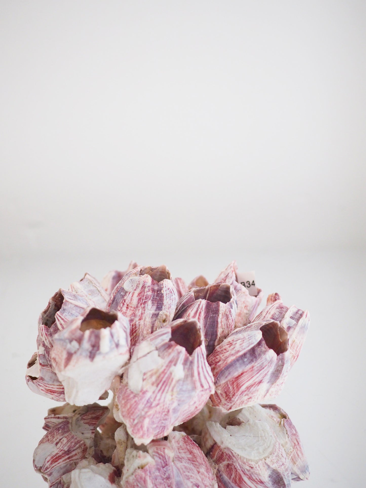 Barnacle ca. 13 cm - aus